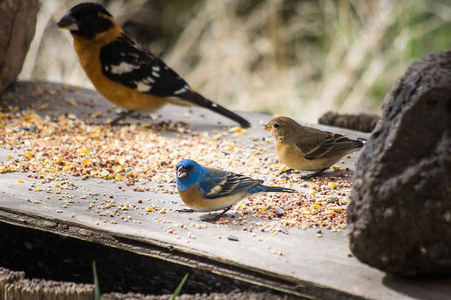 Lazuli buntings