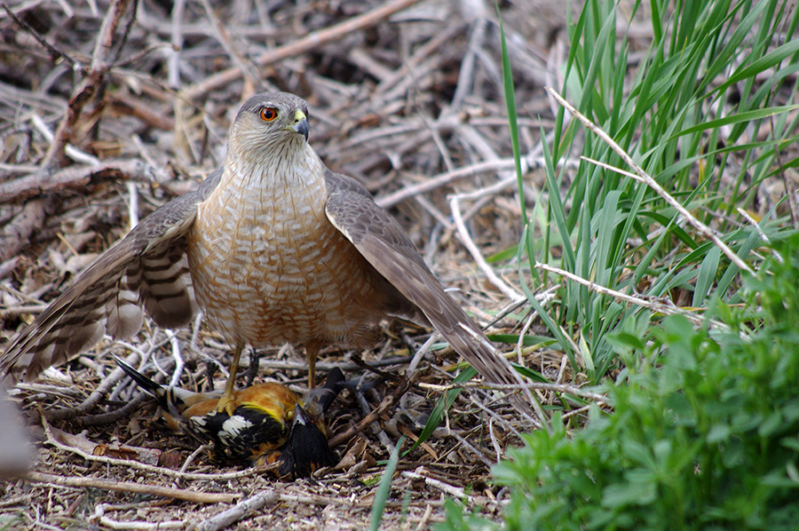 Cooper’s Hawk with downed black-headed grosbeak