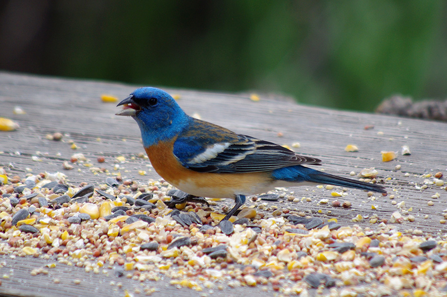 Lazuli bunting