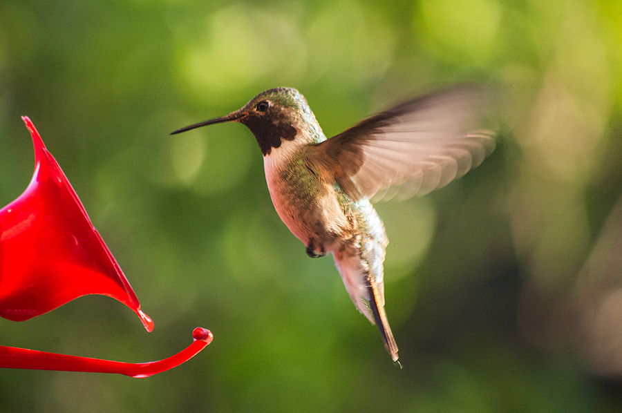 black-chinned hummingbird