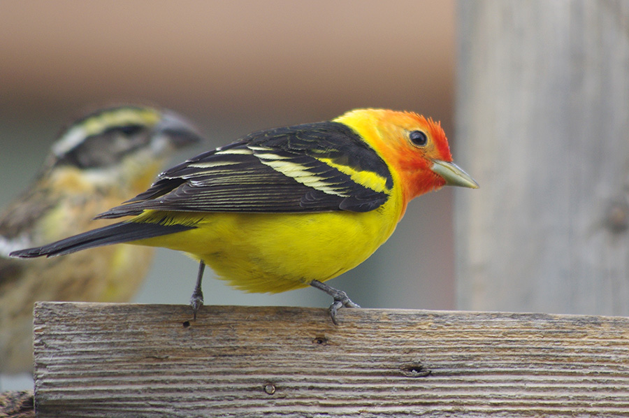 Western Tanager