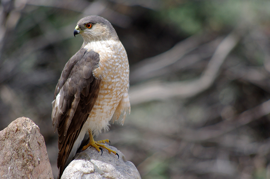 Cooper’s Hawk