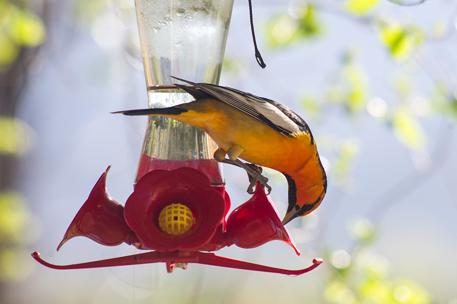 Bullock’s Oriole on feeder