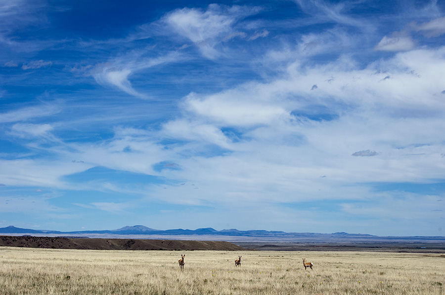 Prongorns near Cimarron, NM