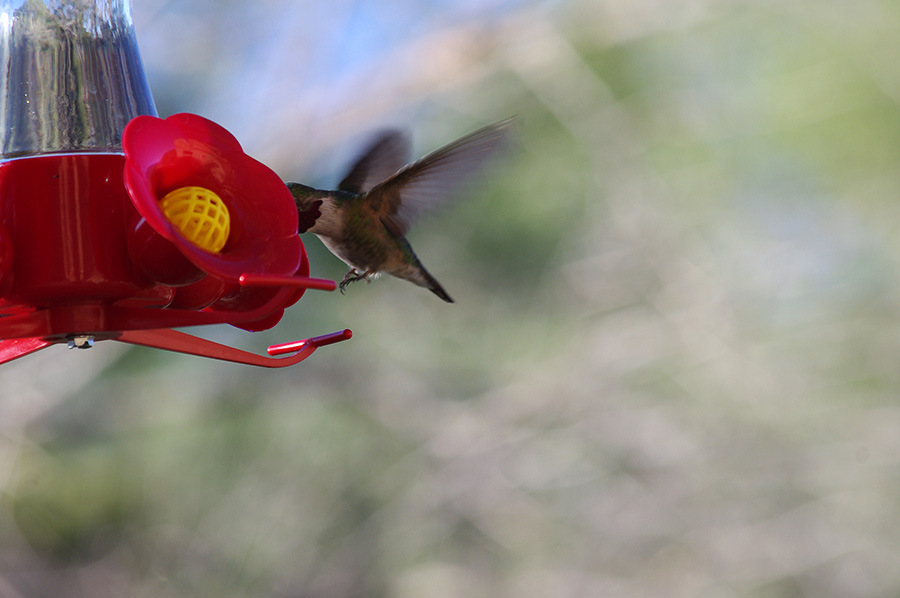 hummingbird at feeder