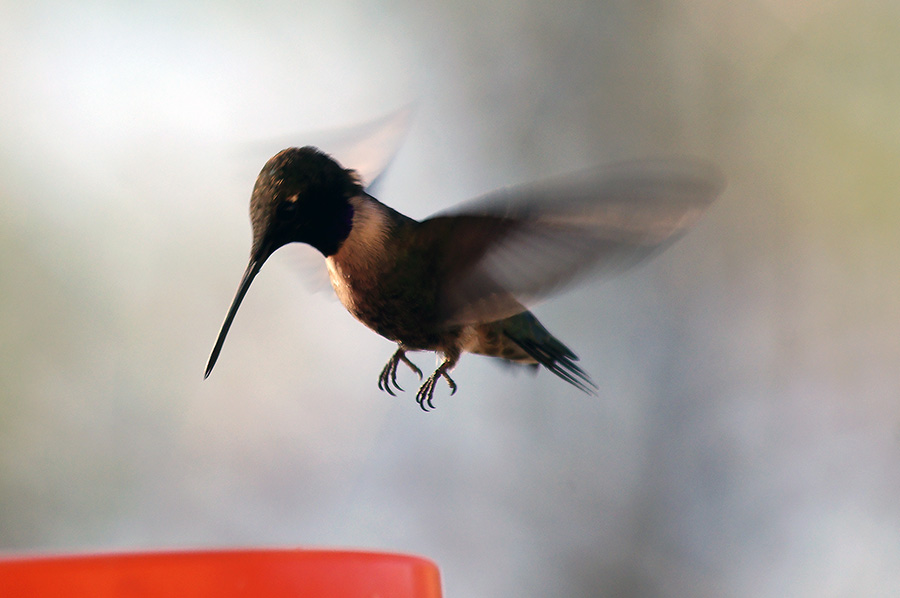 Black-chinned hummingbird