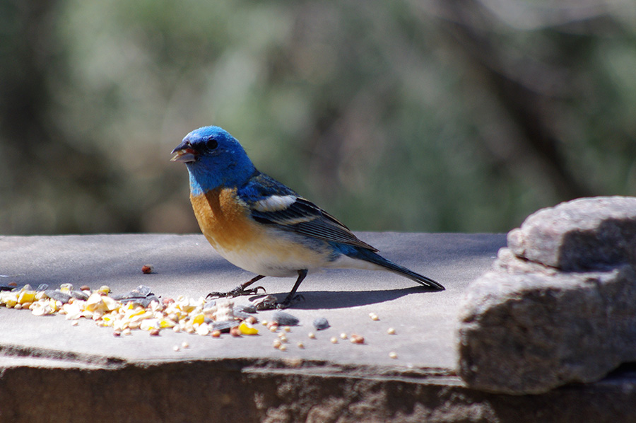 Lazuli Bunting