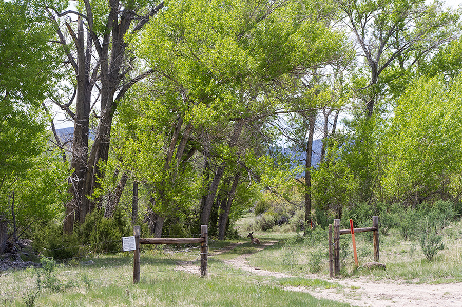 Mule deer in the shade, Rayado, NM