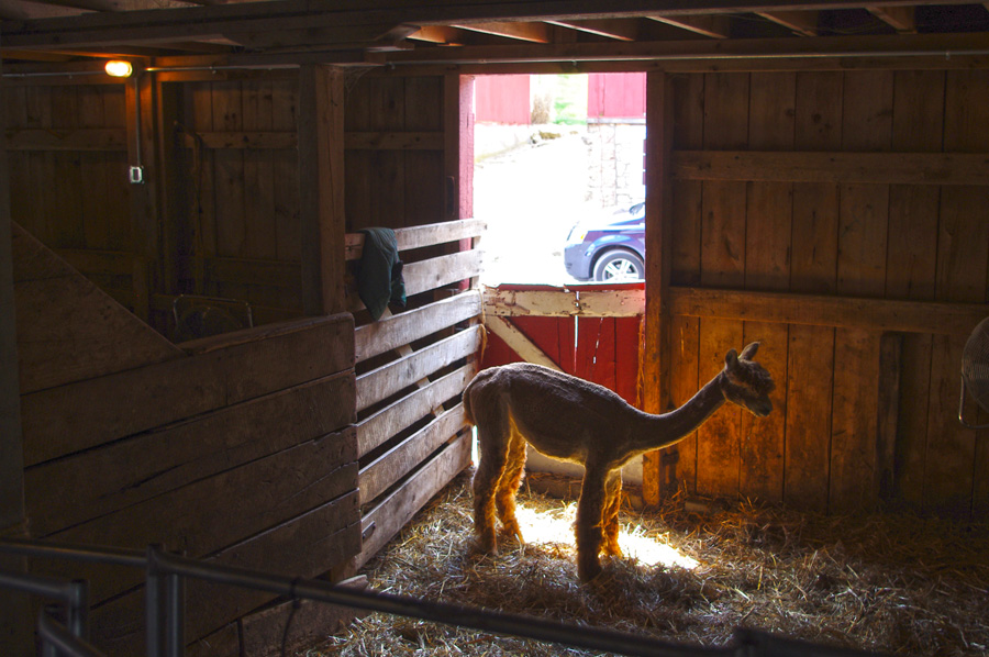 baby alpaca