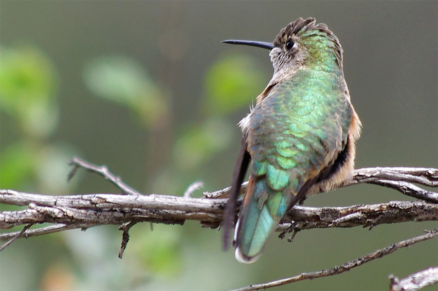 black-chinned hummingbird