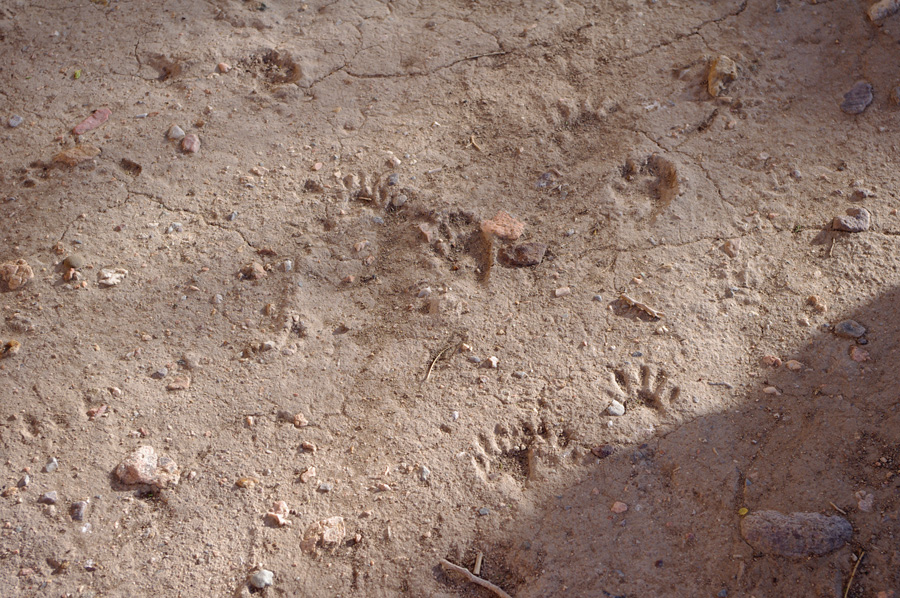 raccoon tracks