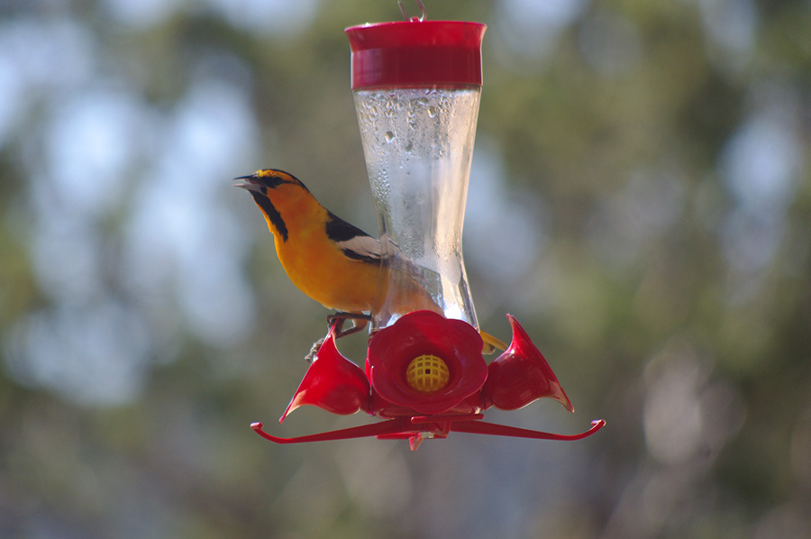 Bullock’s Oriole on feeder