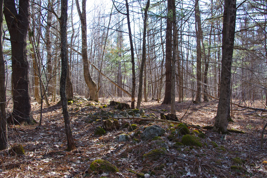 Maine woods