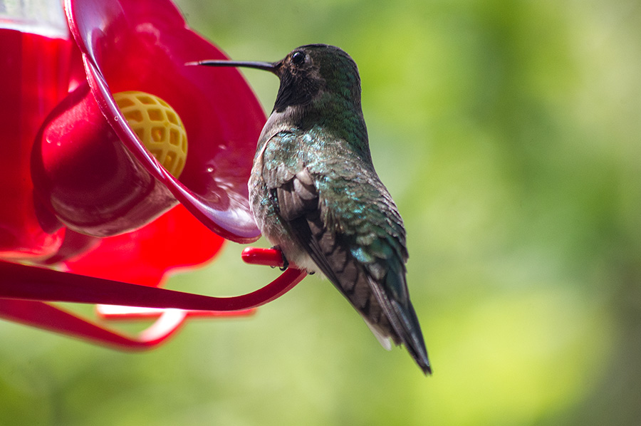 black-chinned hummingbird