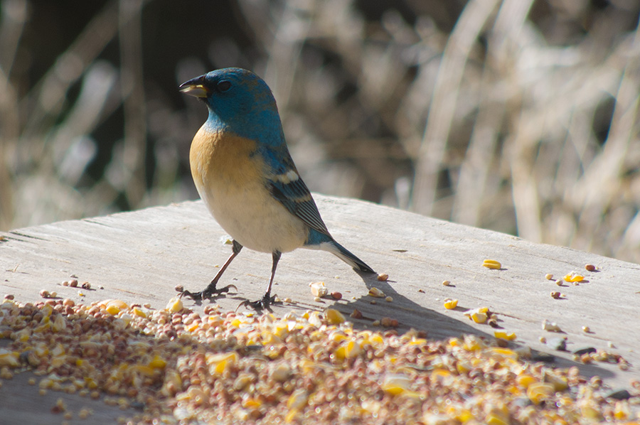 lazuli bunting