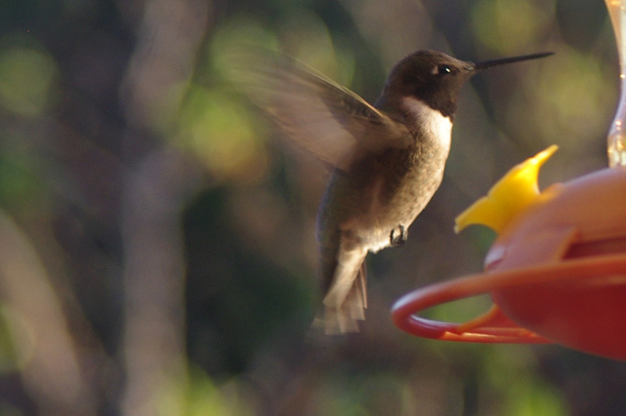 black-chinned hummingbird in Taos, NM