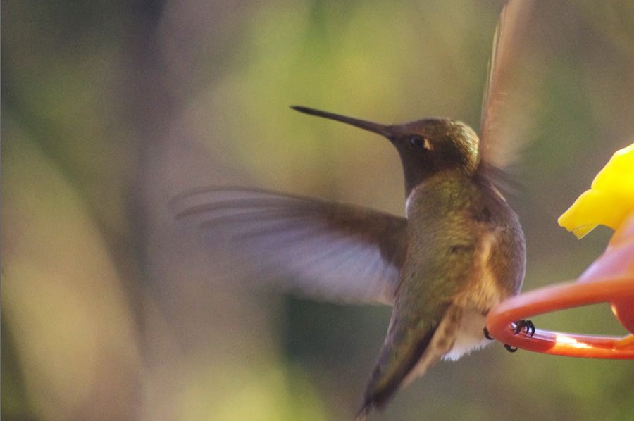 black-chinned hummingbird in Taos, NM