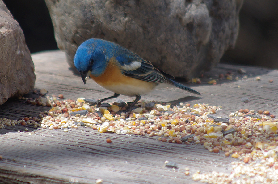 lazuli bunting