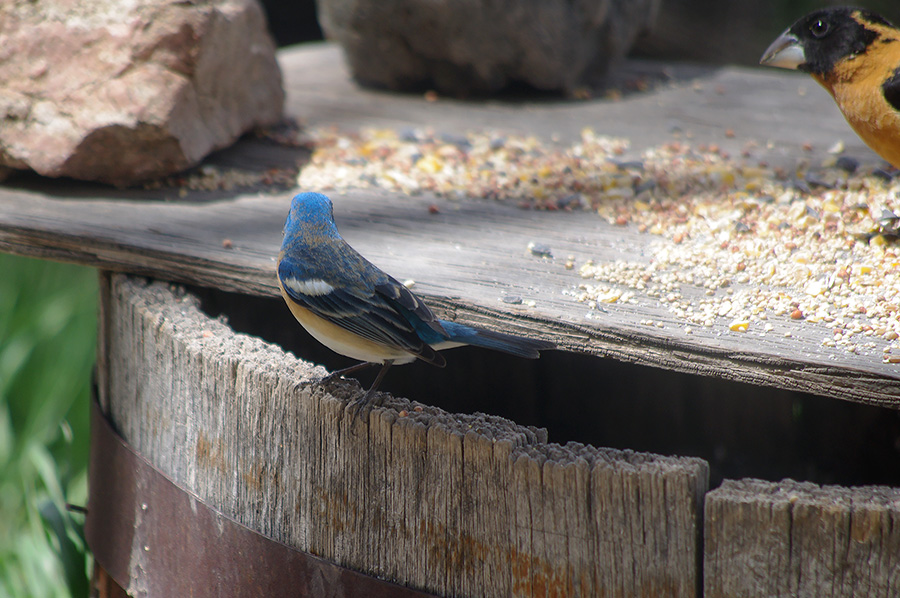 lazuli bunting