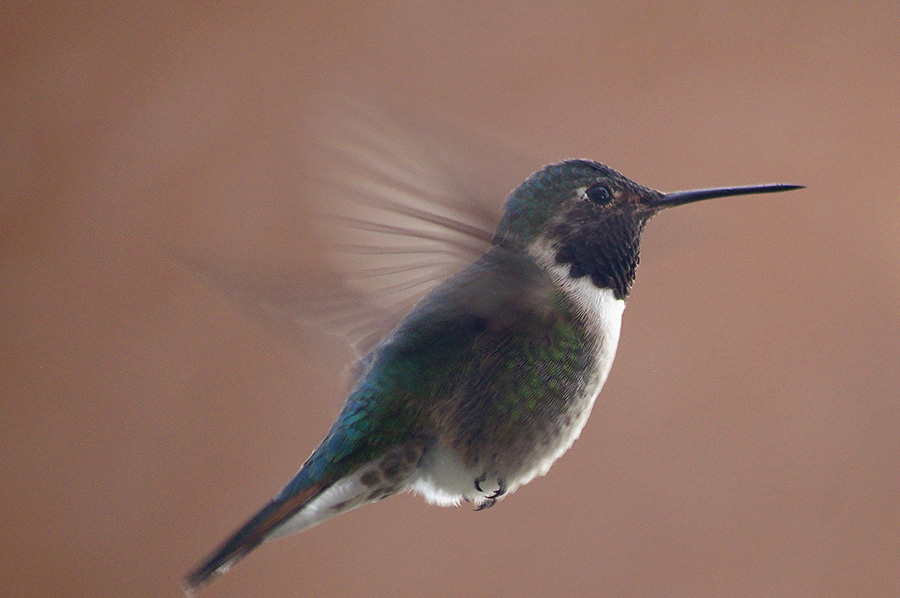 black-chinned hummingbird