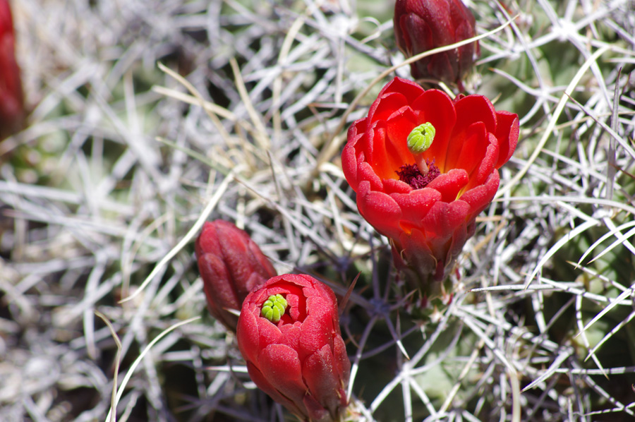 cactus flower near Taos, NM