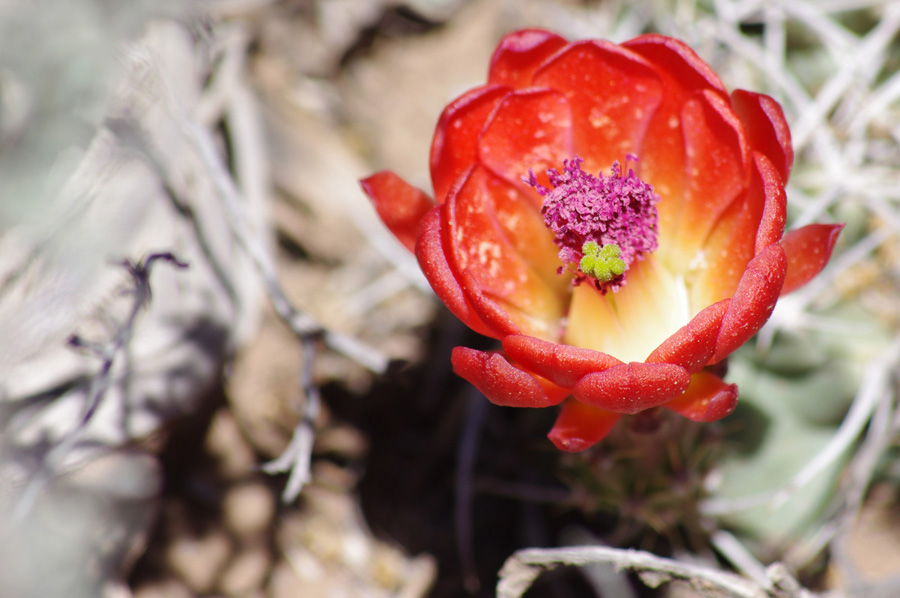 cactus flower