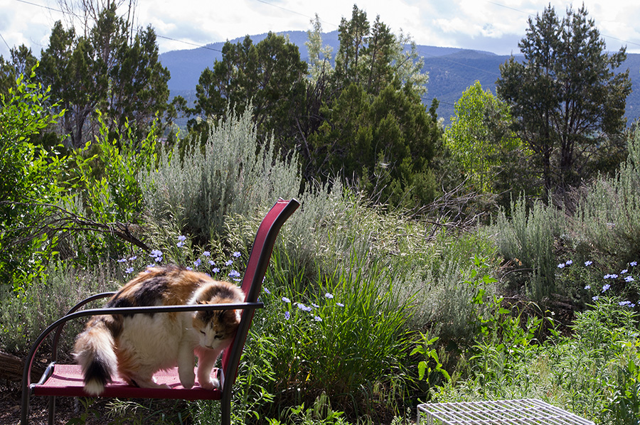 spring vegetation in Taos, NM