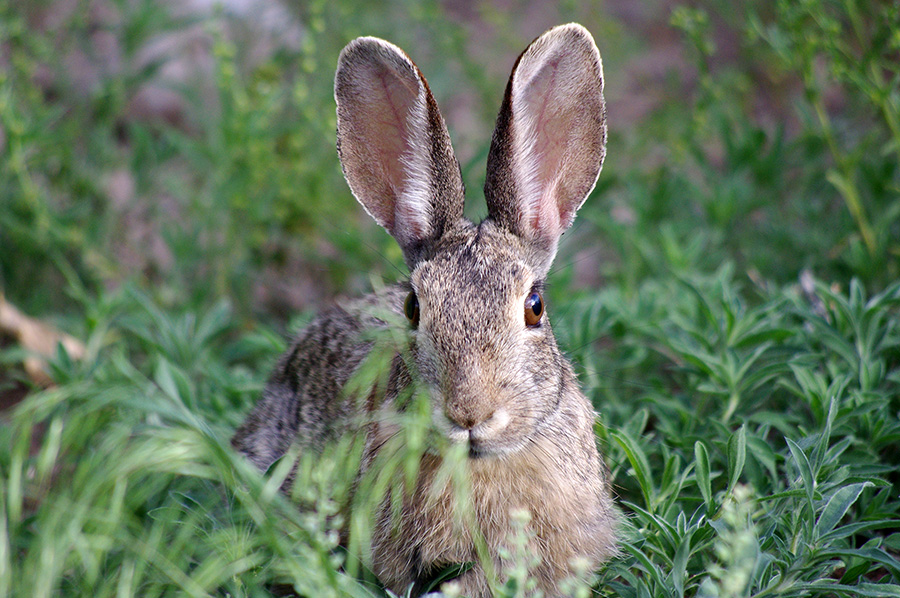 rabbit