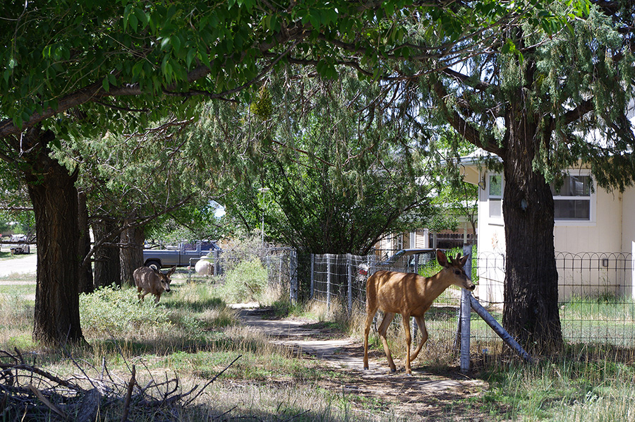 deer on sidewalk in Cimarron, NM