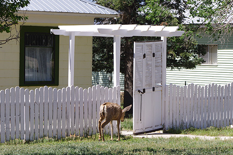 Cimarron deer