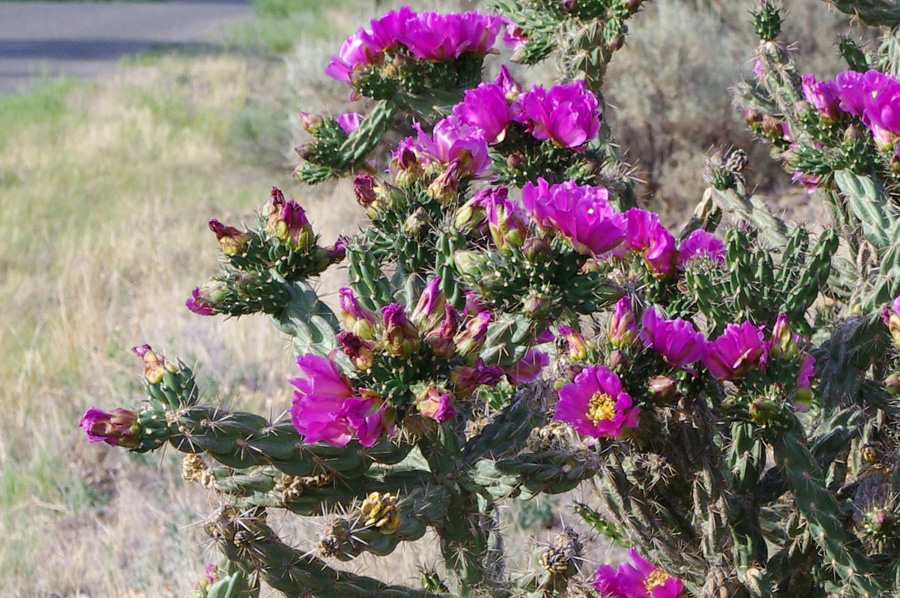 blooming cholla in NM