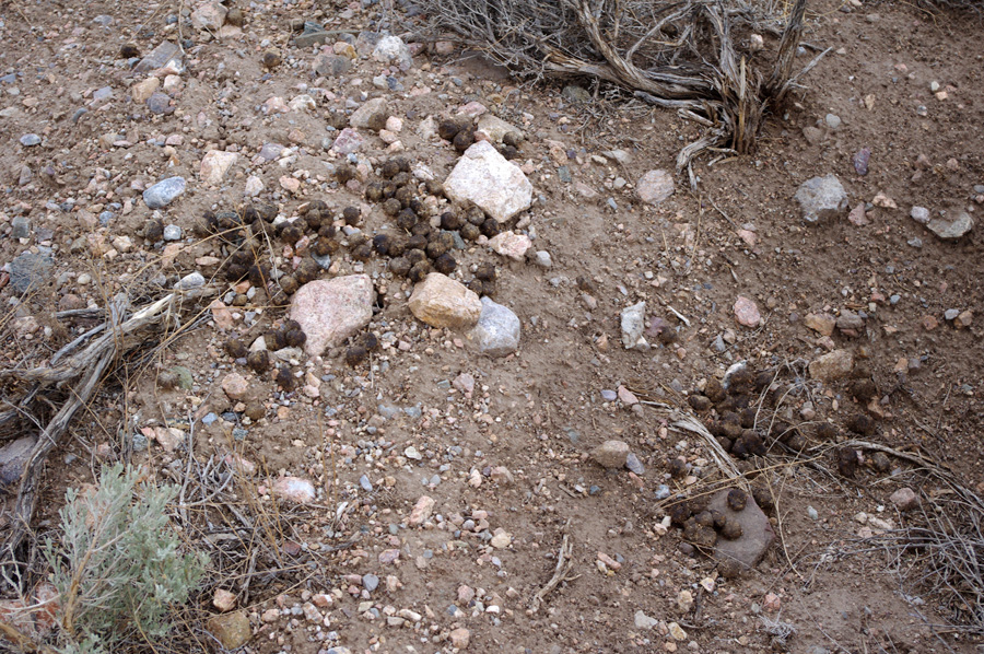 elk scat