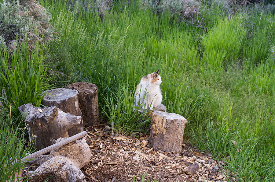 cat on stump in Taos, NM