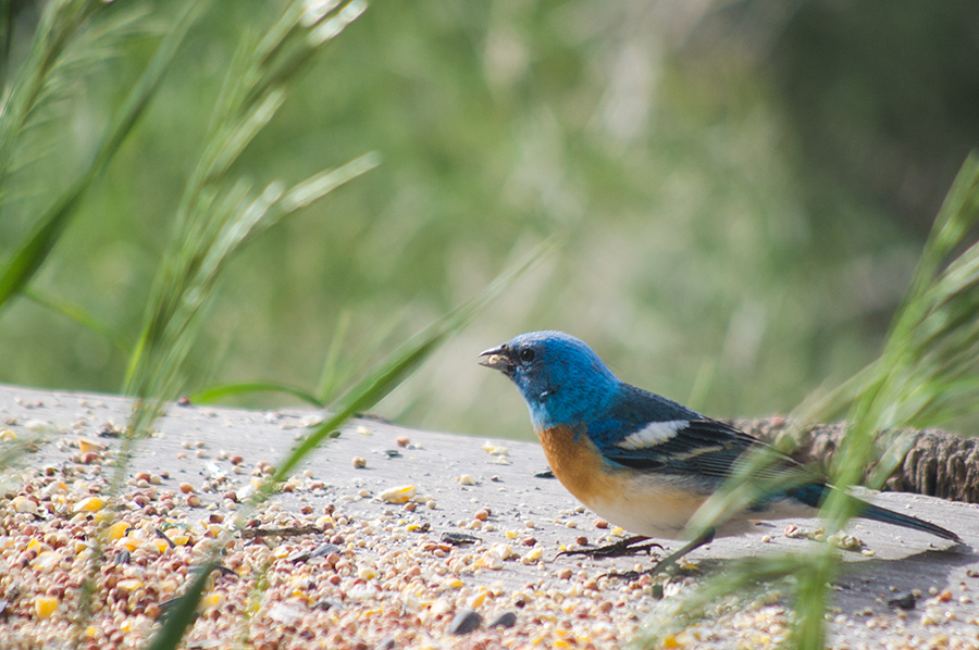 Lazuli bunting