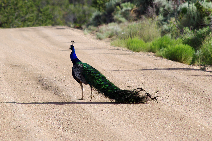 peacock on a dirt road in Taos, NM