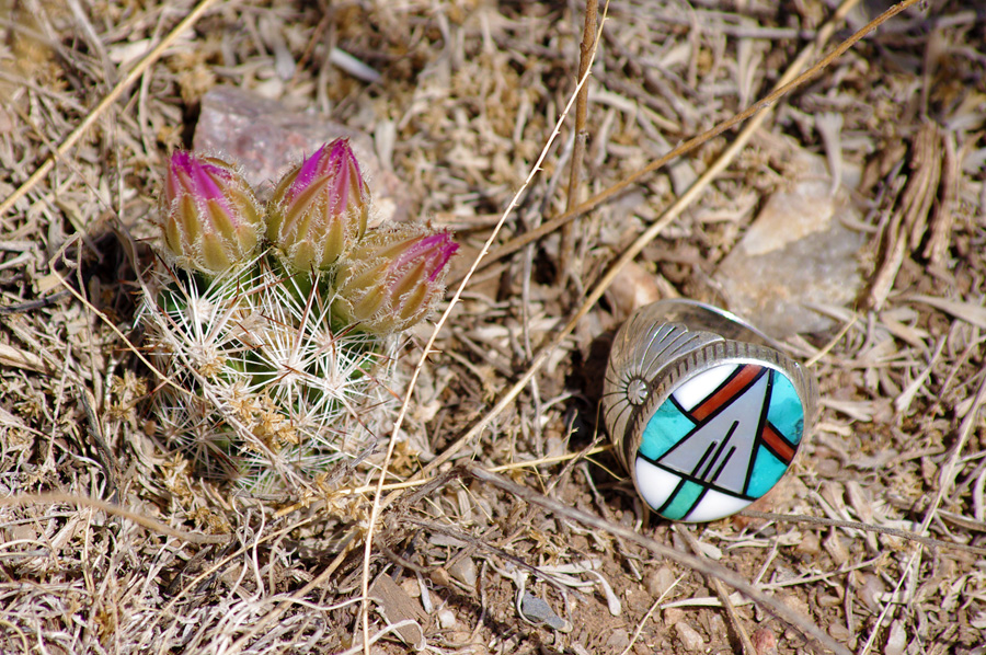 Very small cactus flower near Taos, NM