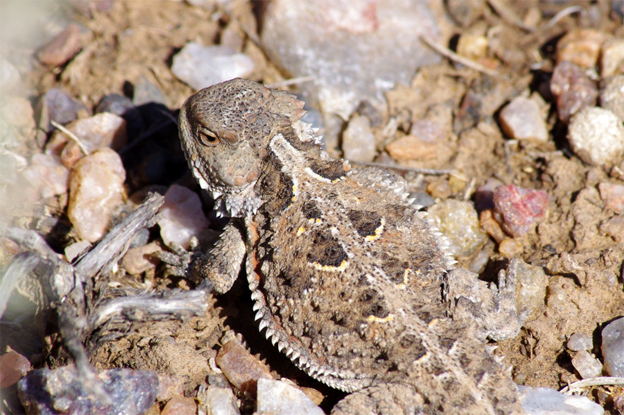 horned toad close-up