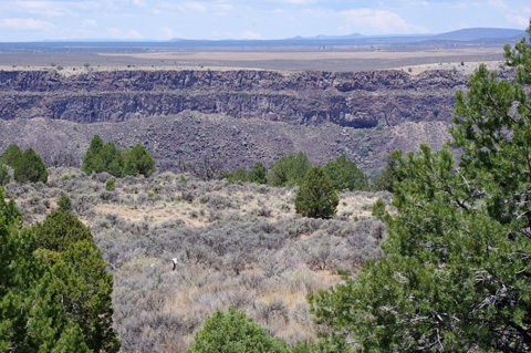 bighorn sheep near Taos, NM