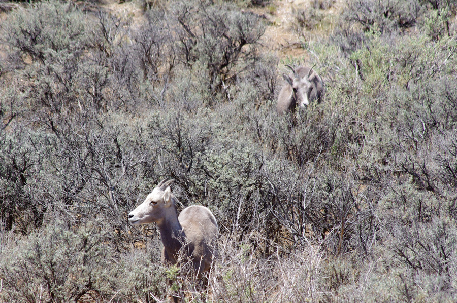 bighorn ewes at Taos Valley Overlook