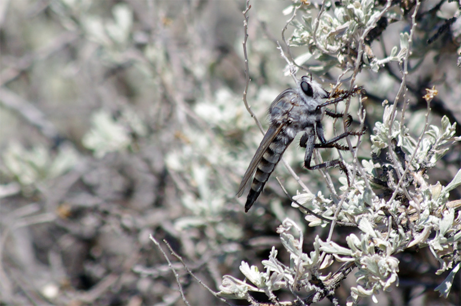 amazing giant New Mexican horse fly