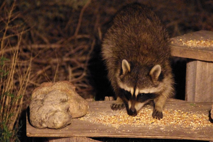 raccoon eating birdseed in Taos, NM