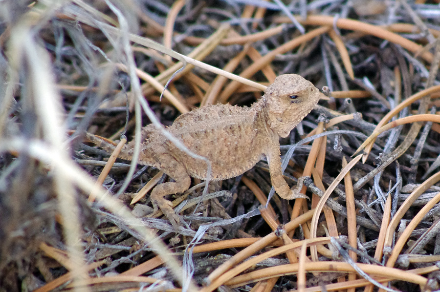 baby horned toad