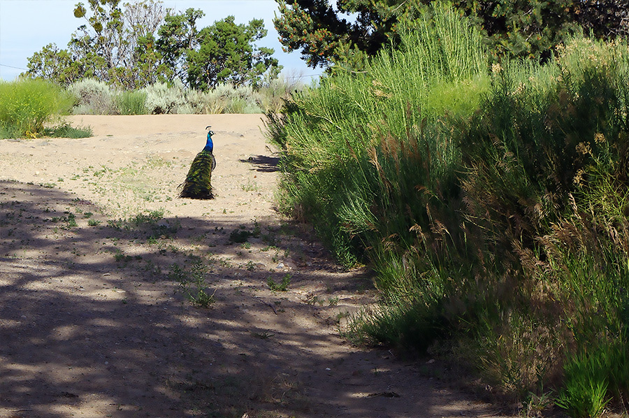 peacock in the driveway