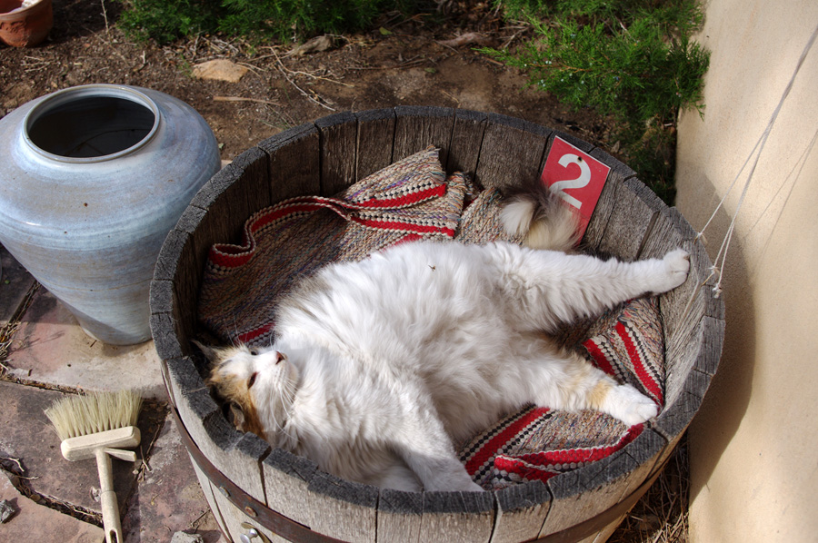 cat in a barrel