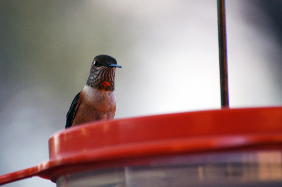 strange look from hummingbird