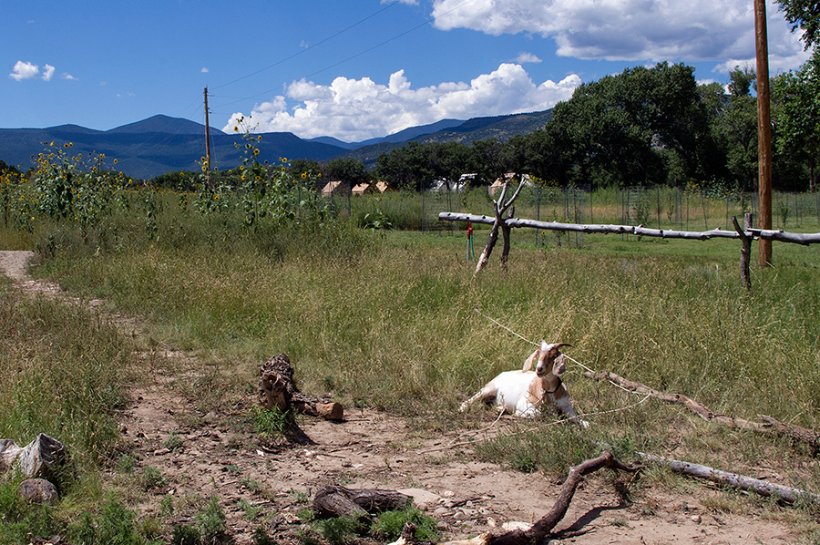 A goat in Rayado