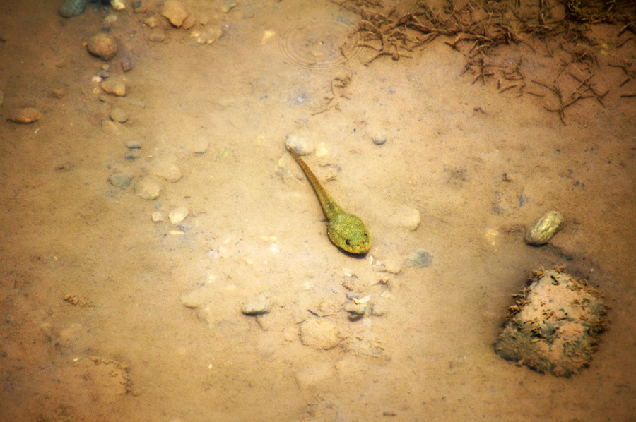bullfrog tadpole in Rio Grande