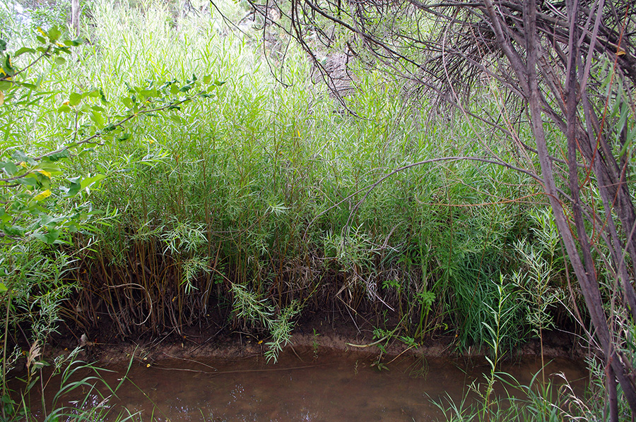 acequia in Taos, NM