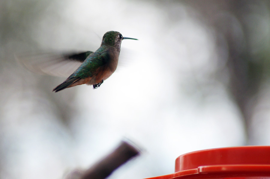 hummingbird in flight