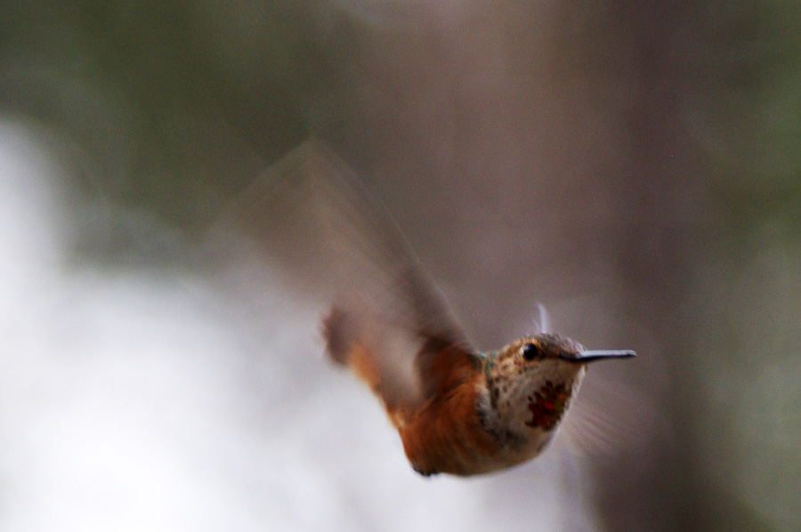 hummingbird in flight